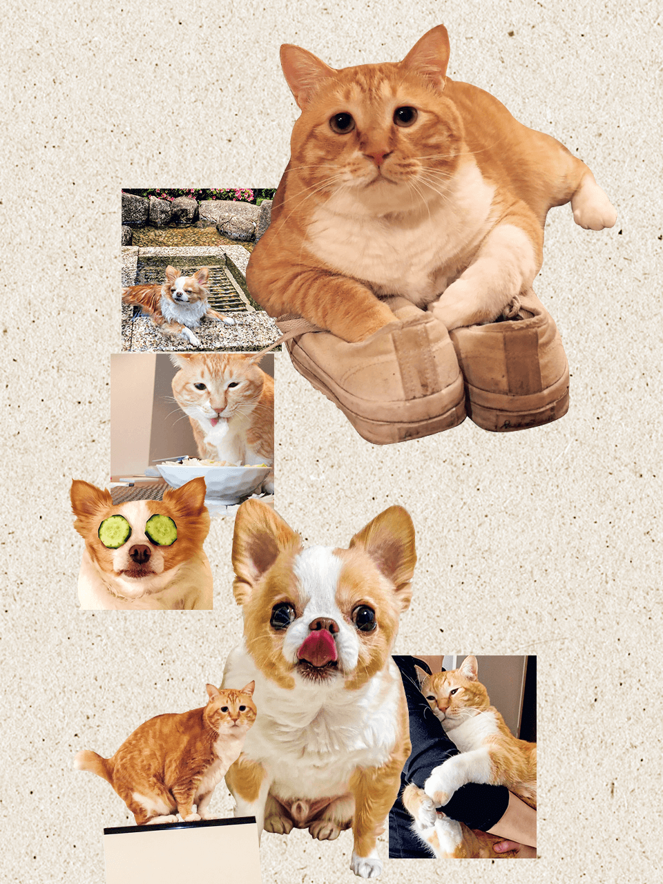 猫界&犬界のインフルエンサーが初コラボ!