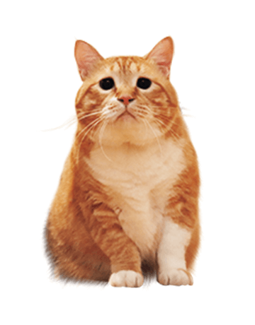猫 ぐっぴー