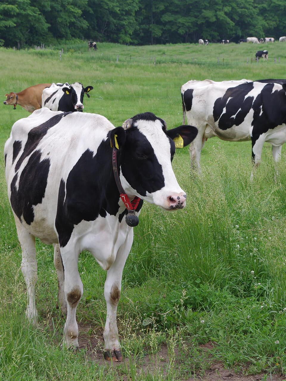 健康意識の高まりでトレンド化するA2ミルクを使った、別海ウェルネスファームのオーガニックヨーグルト