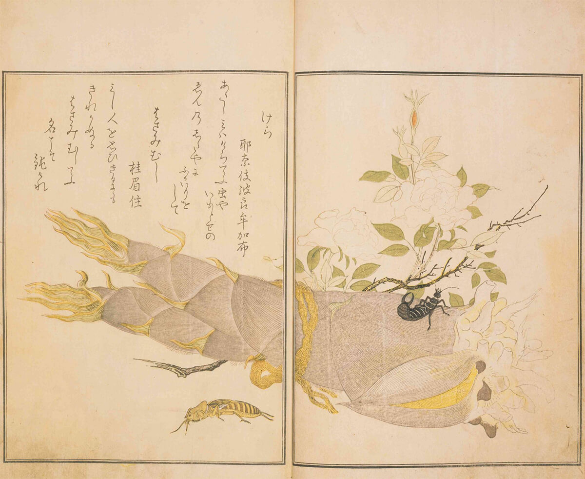 『画本虫撰』 宿屋飯盛撰／喜多川歌麿画 彩色摺大本 天明8年（1788）正月 千葉市美術館蔵 前期：4/22（火）～5/18（日） （後期は別本を展示） 2章