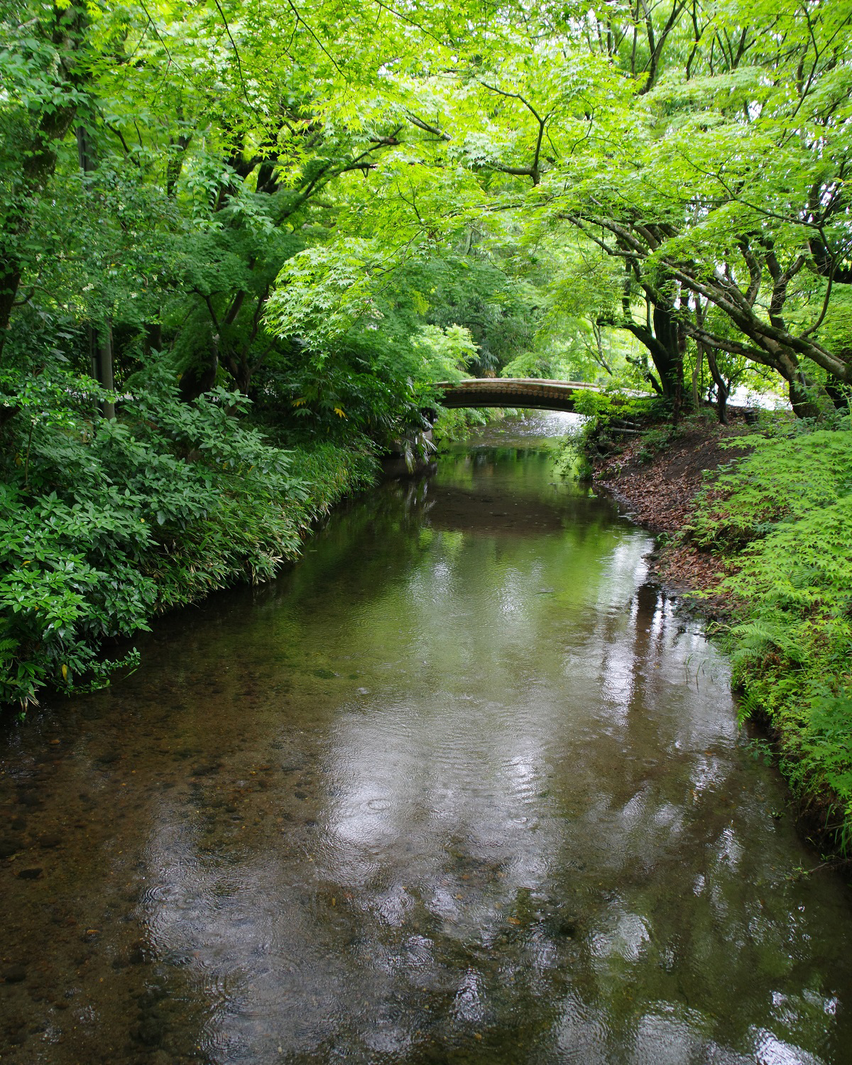 金鱗湖周辺の風景の画像