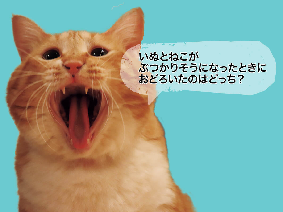 ぐっぴーの画像