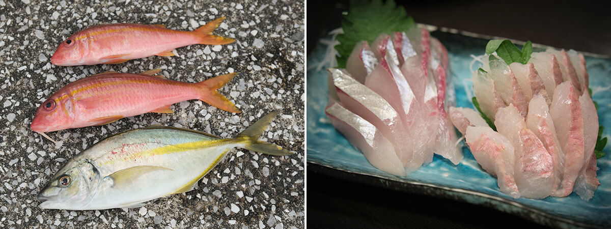 左／オジサン2匹にシマアジ1匹　右／刺身　の画像