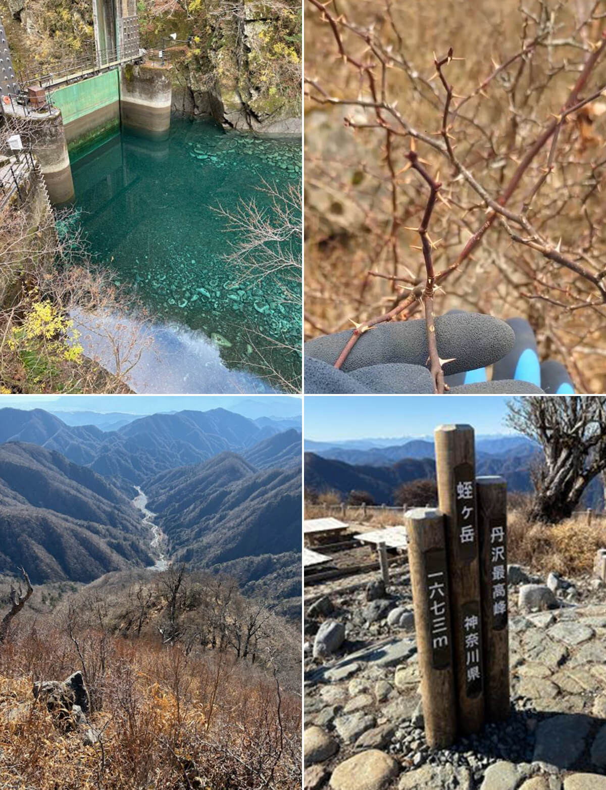 ユーシン渓谷、道をふさいだイバラ、蛭ヶ岳の画像