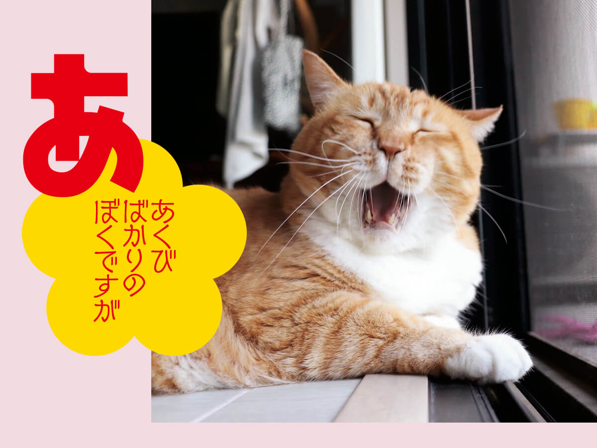 ぐっぴー「あくびばかりの僕ですが」の画像