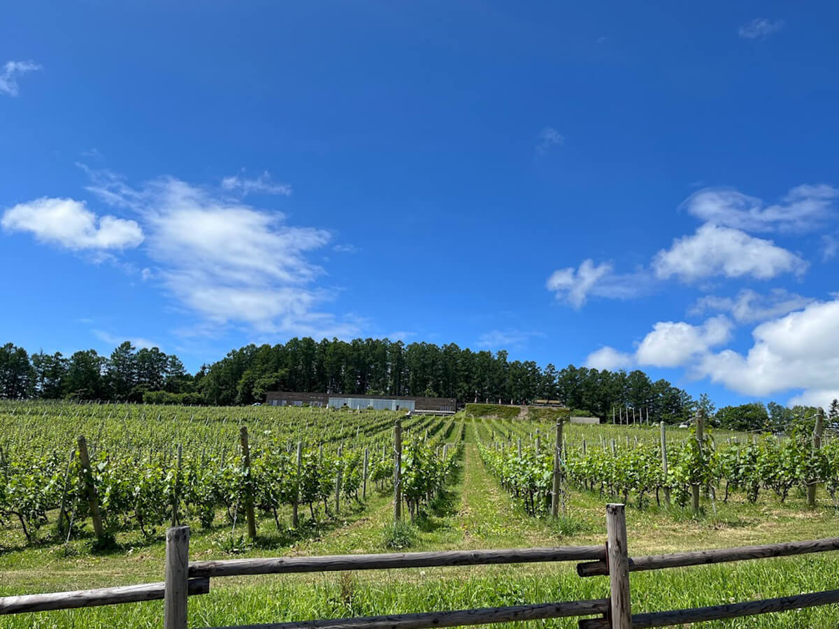 NIKI Hills Wineryの広大な畑の画像