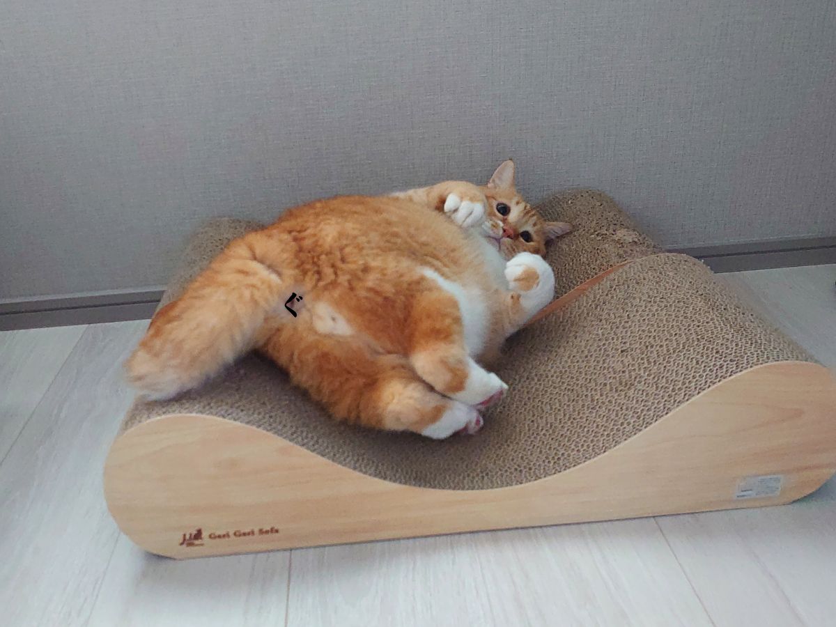 ぐっぴーの画像