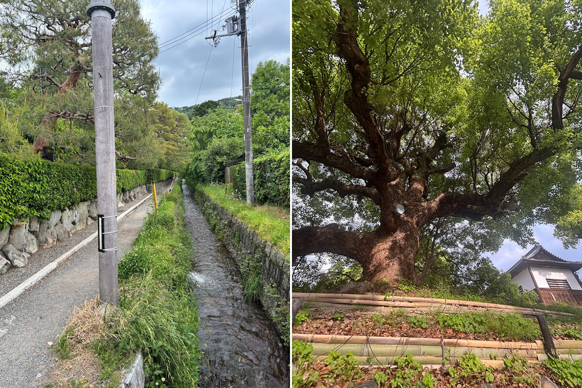 左／野村別邸碧雲荘の側を流れる小川　右／青蓮院門跡にある楠の大木の画像