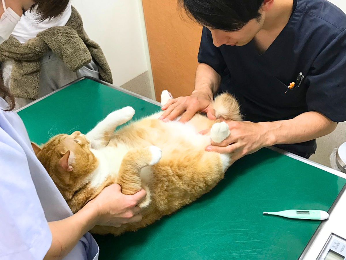 動物病院で診察中のぐっぴーの画像