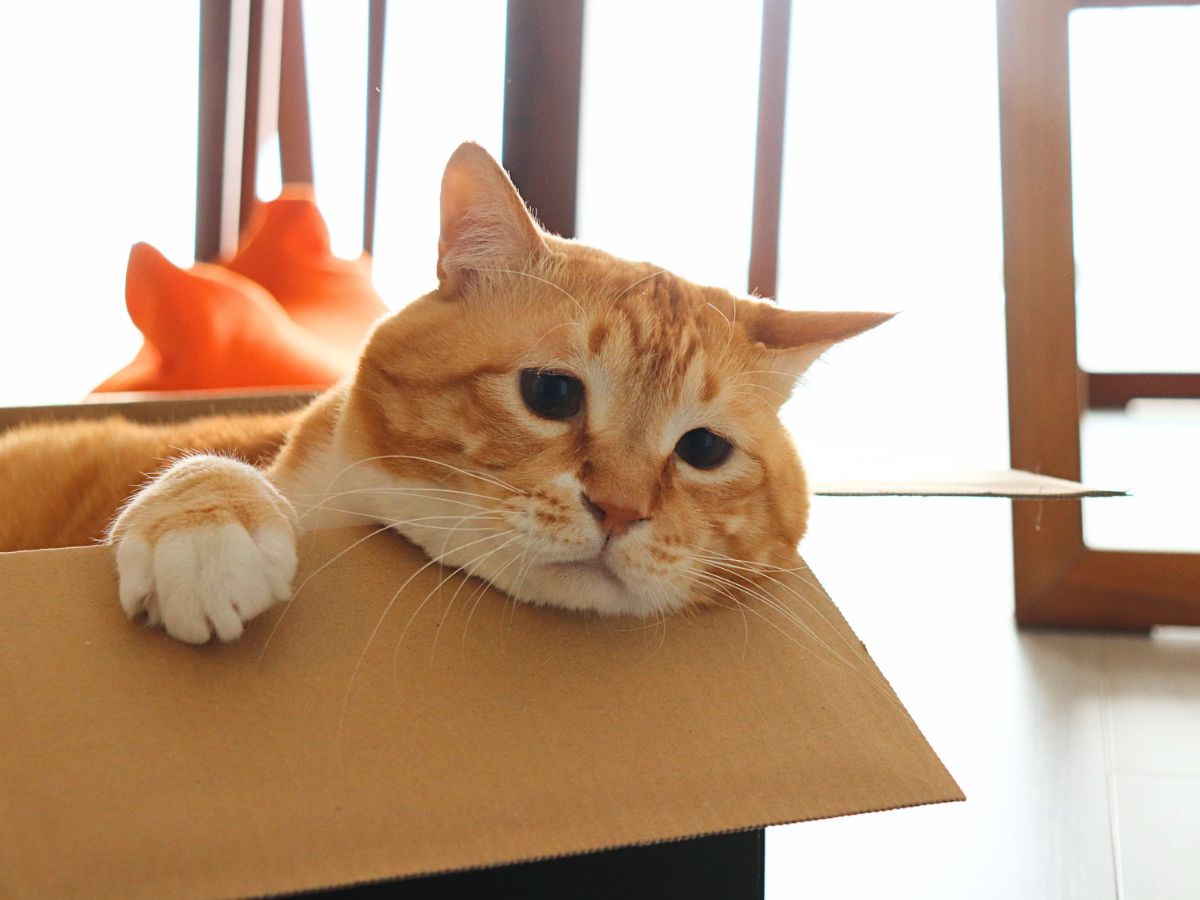 ぐっぴーの画像