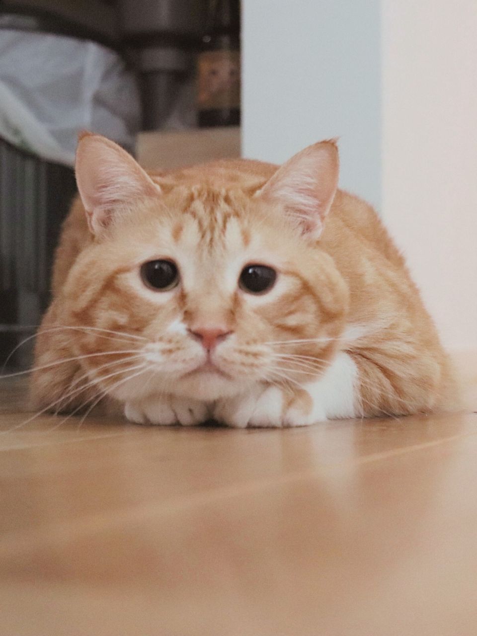 物価高の今、猫の生き方にも工夫が必要です【ぐっぴーの節約術】