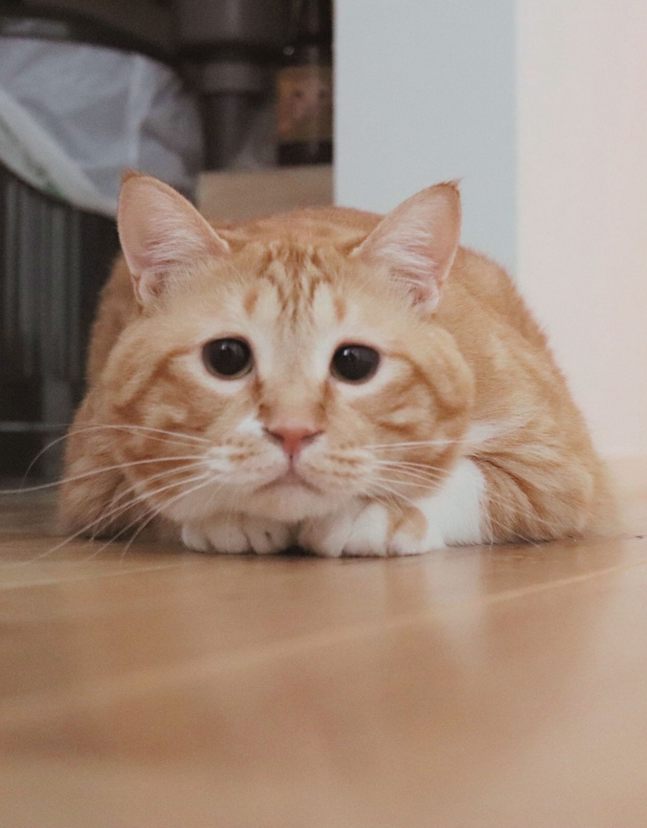 物価高の今、猫の生き方にも工夫が必要です【ぐっぴーの節約術】