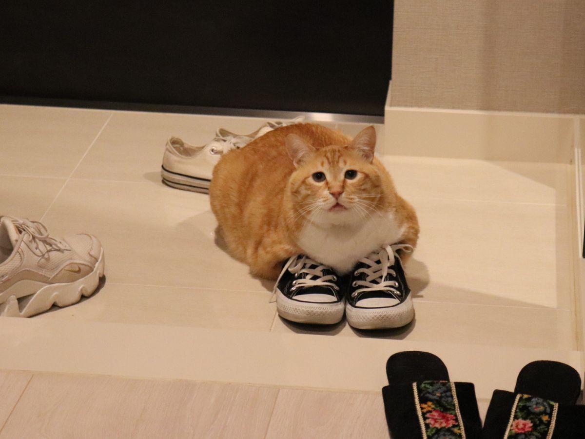 ぐっぴーの画像