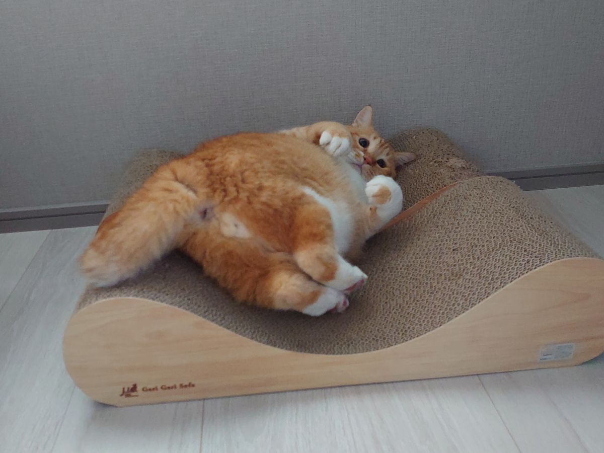 ぐっぴーの画像
