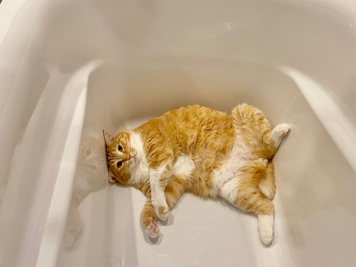 ぐっぴーの画像