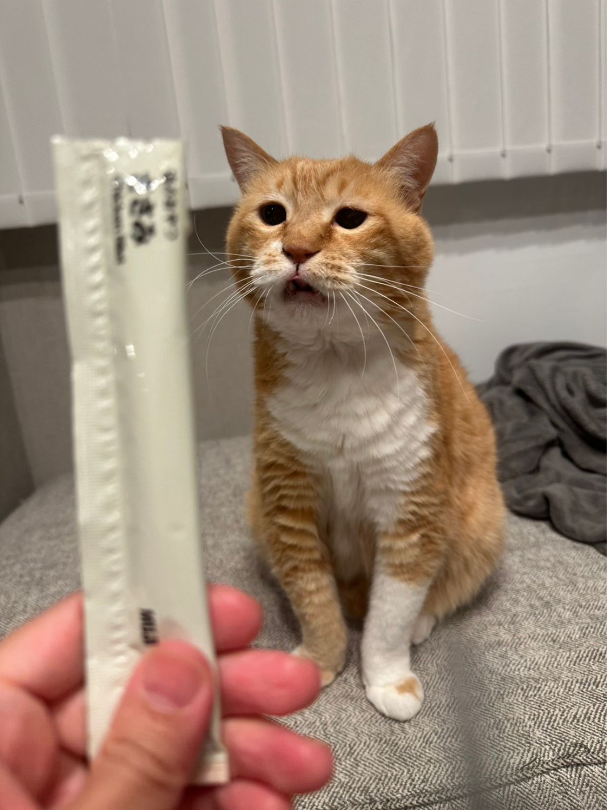 ぐっぴーの画像