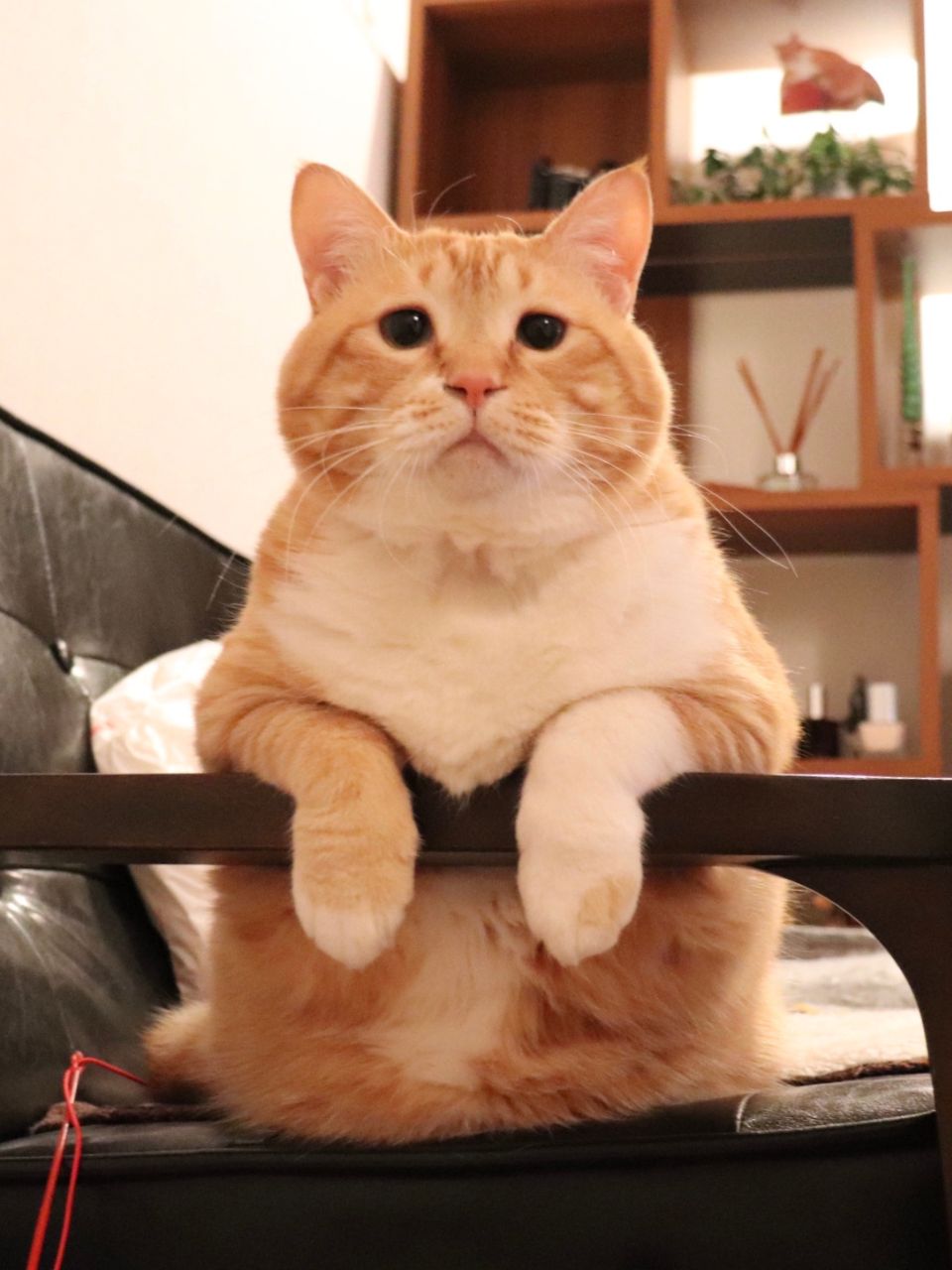 猫だって暑い夏は苦手です【ぐっぴー的避暑地ランキンぐ】