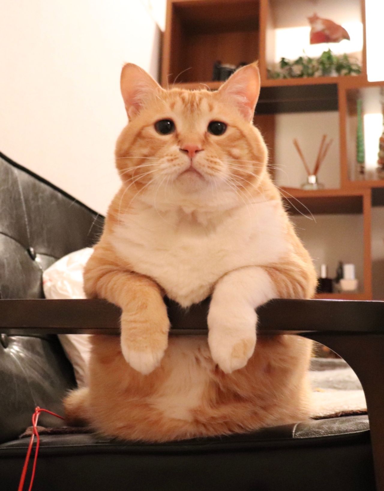 猫だって暑い夏は苦手です【ぐっぴー的避暑地ランキンぐ】