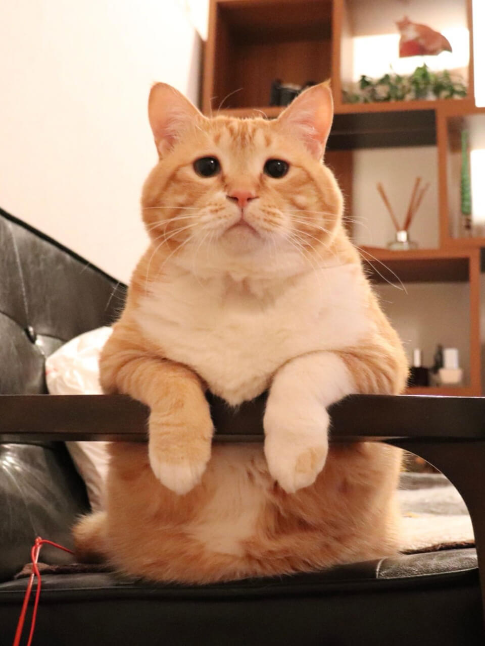 猫だって暑い夏は苦手です【ぐっぴー的避暑地ランキンぐ】