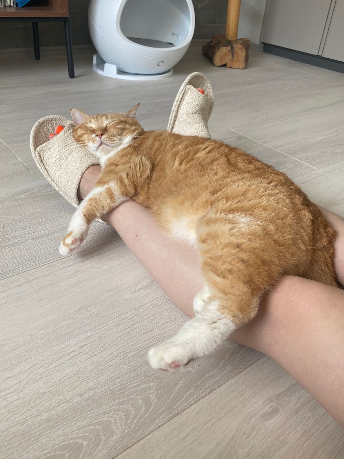 ぐっぴーの画像