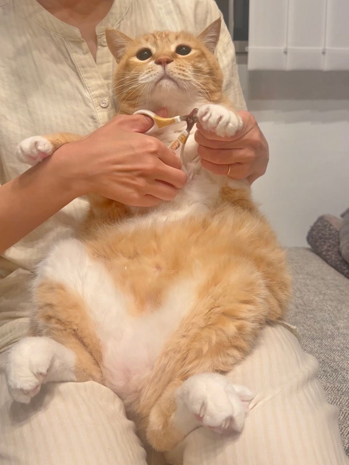 ぐっぴーの画像