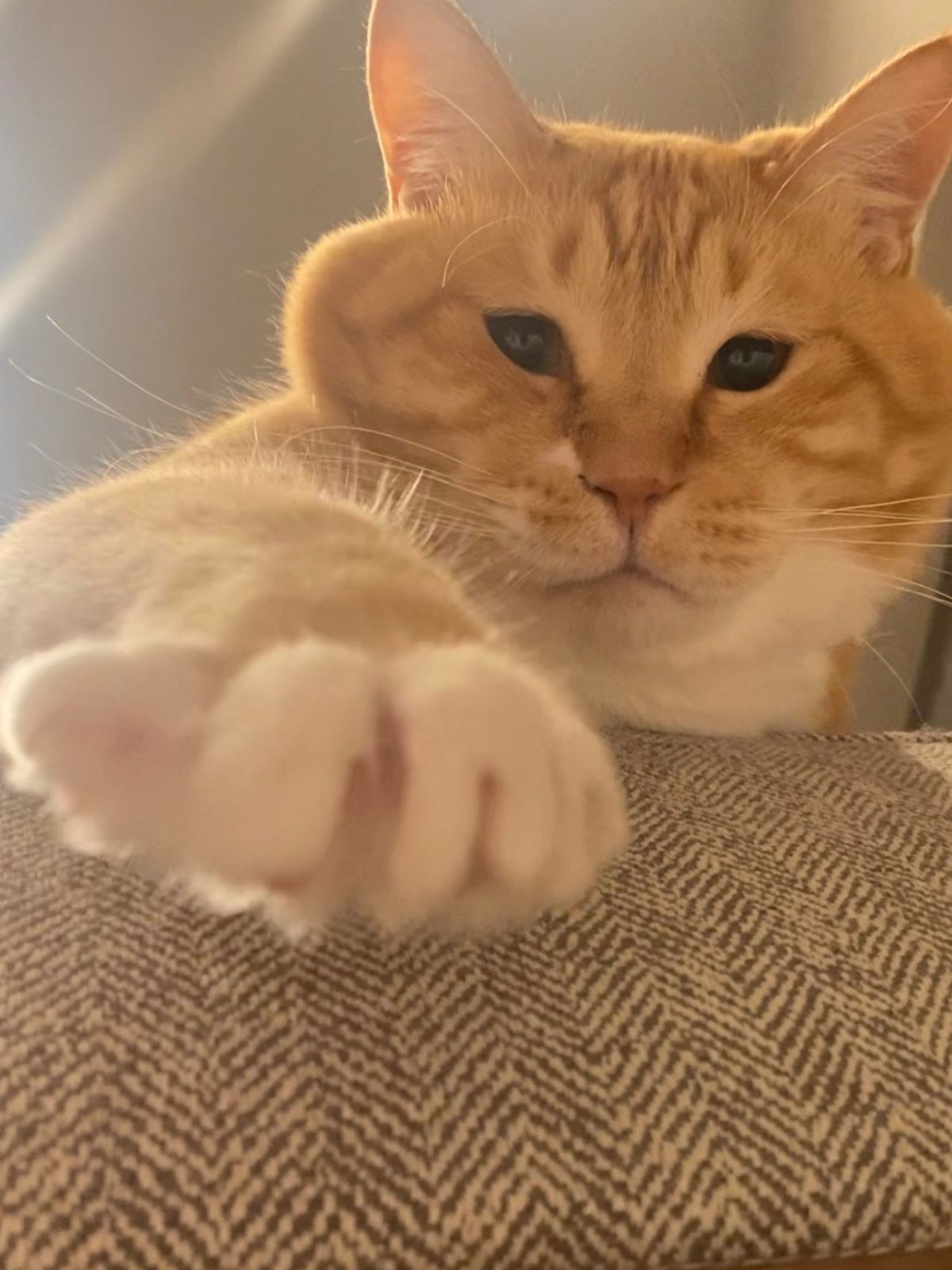 ぐっぴーの画像