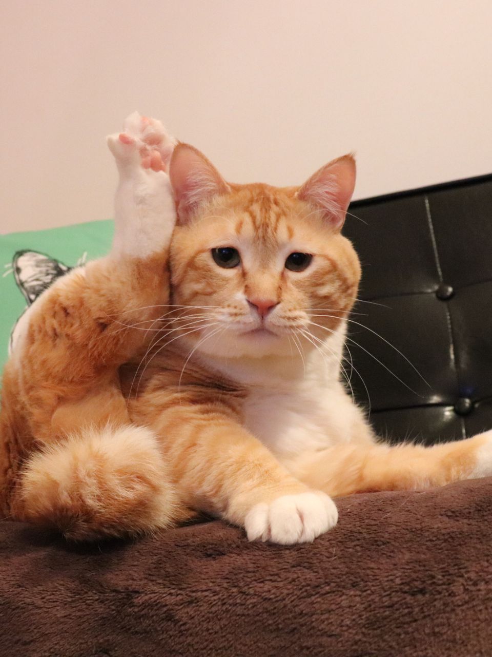 猫の気持ちになって考えました【ぐっぴー的ことわざ6選】