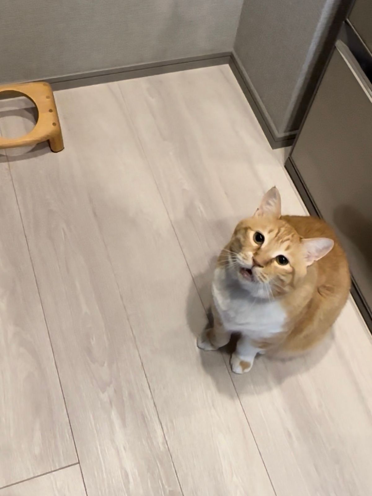 ぐっぴーの画像