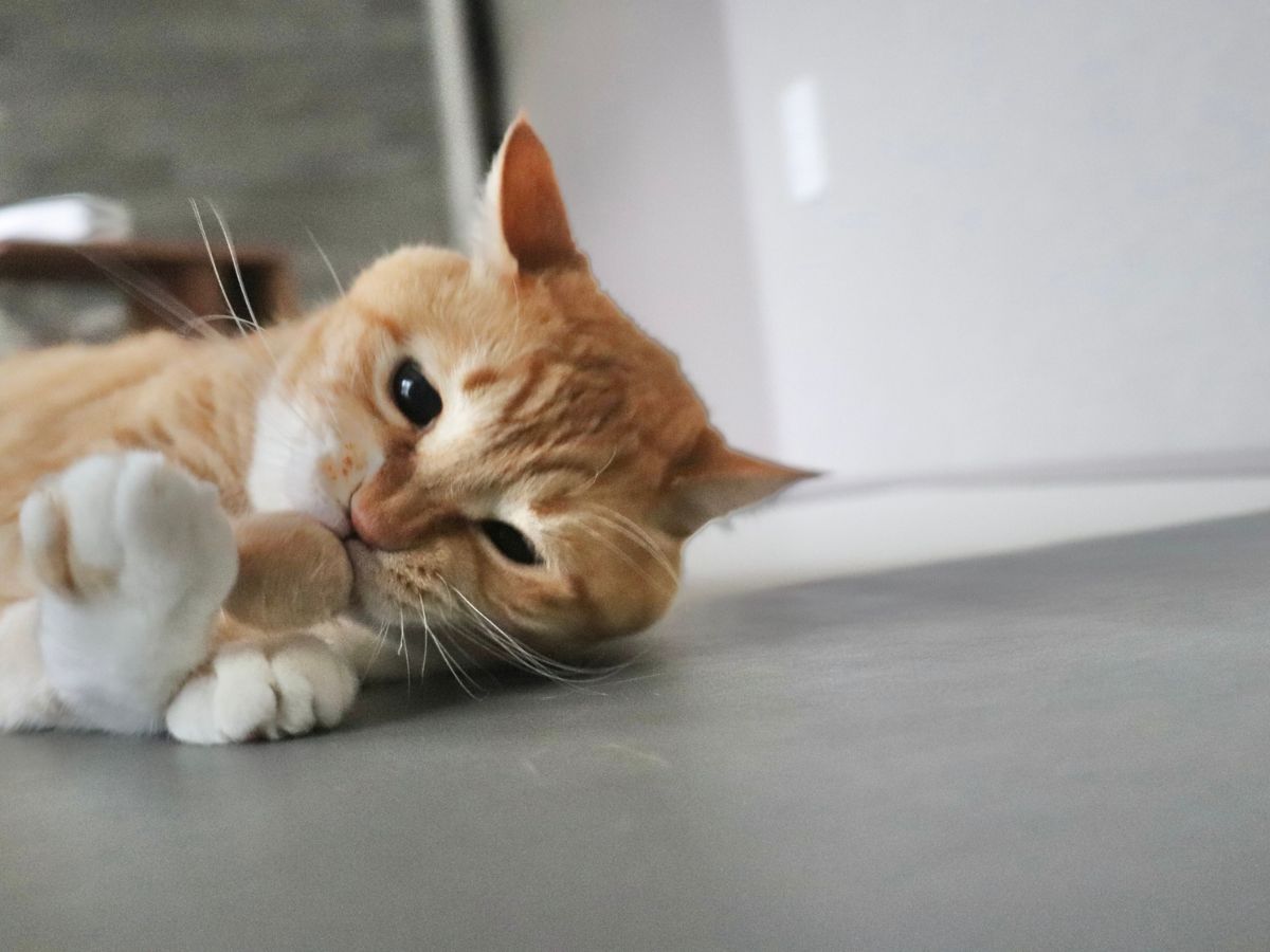 ぐっぴーの画像
