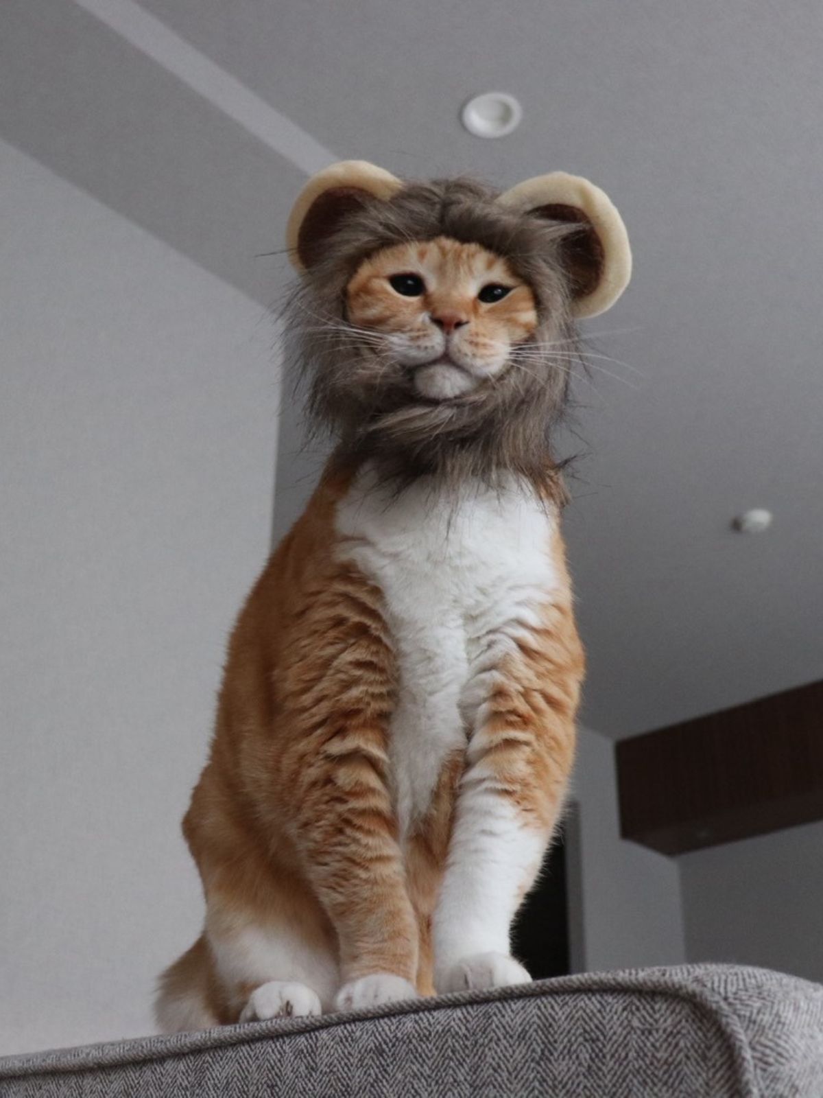 ぐっぴーの画像