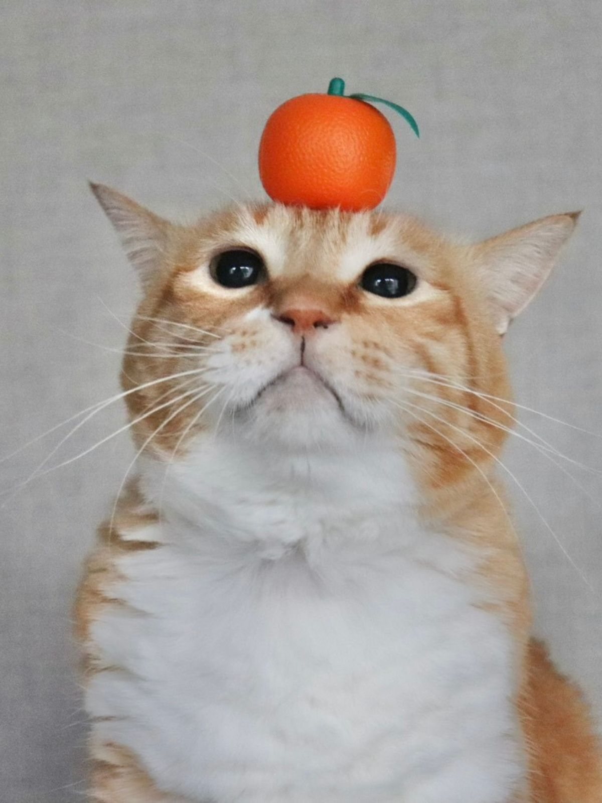 ぐっぴーの画像