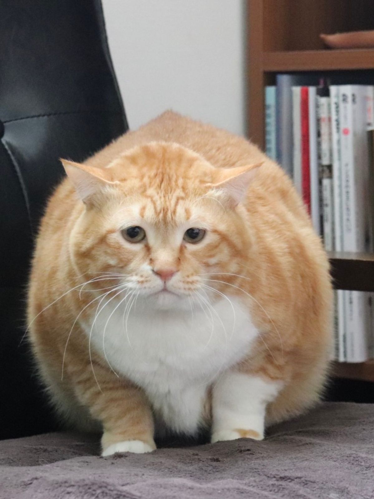 ぐっぴーの画像